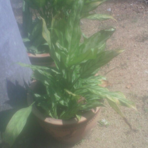 Aglaonema Red