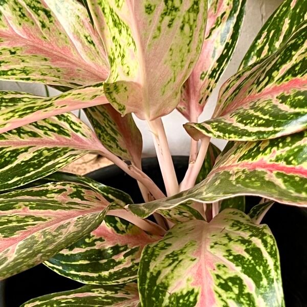 Chinese Evergreen