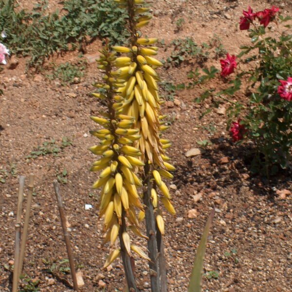 Aloe Vera