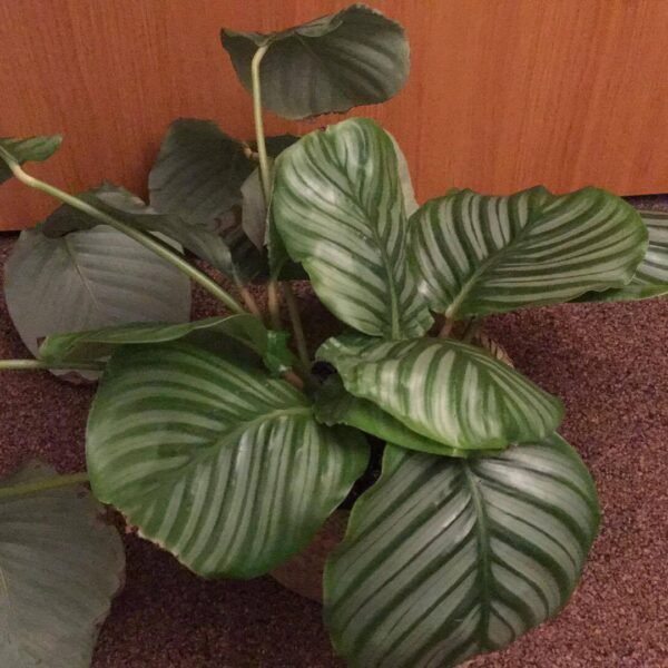 Calathea Orbifolia