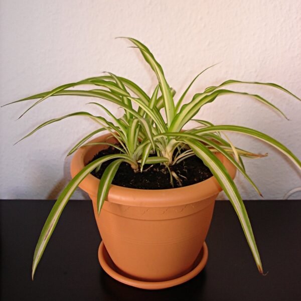 Spider Plant