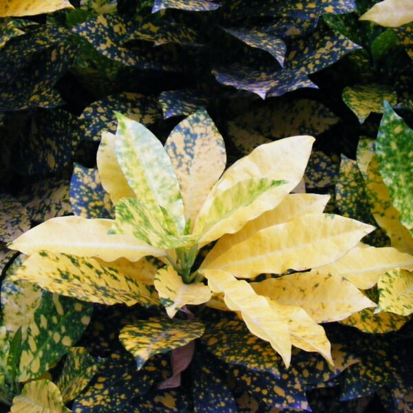 Croton Petra