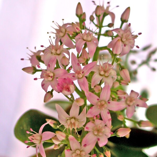 Jade Plant