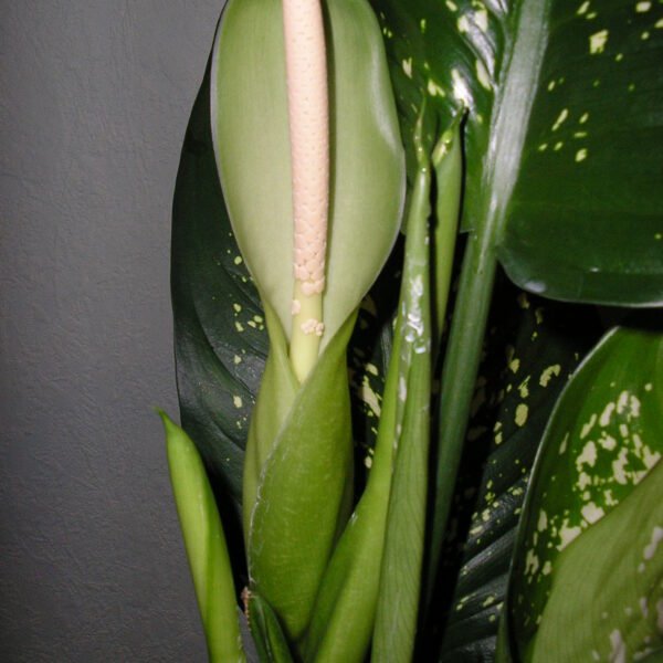 Dieffenbachia