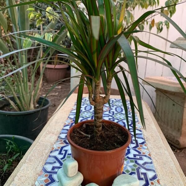 Dracaena Marginata