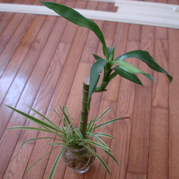 Lucky Bamboo