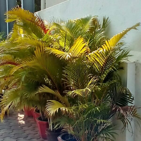 Areca Palm