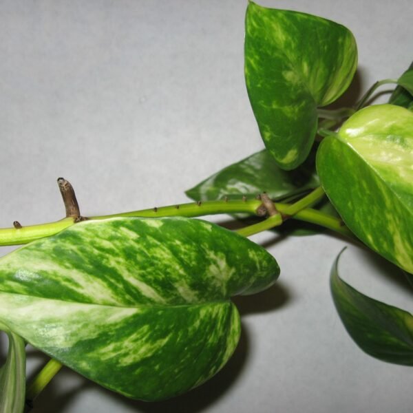 Money Plant Marble Queen