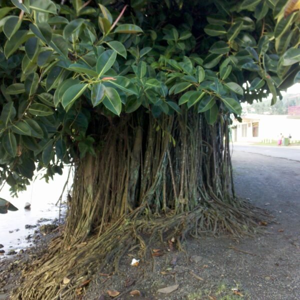 Rubber Plant