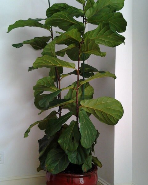 Fiddle Leaf Fig