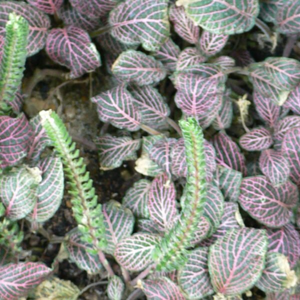 Fittonia Pink