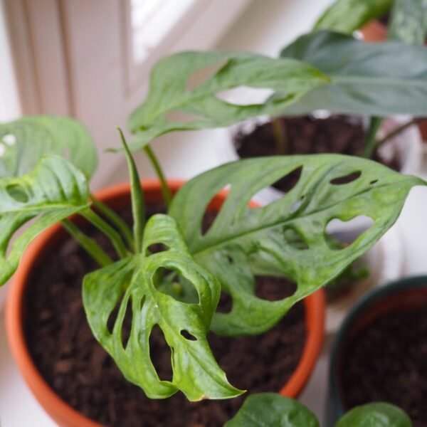Monstera Adansonii