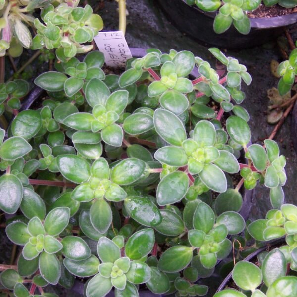 Peperomia Obtusifolia