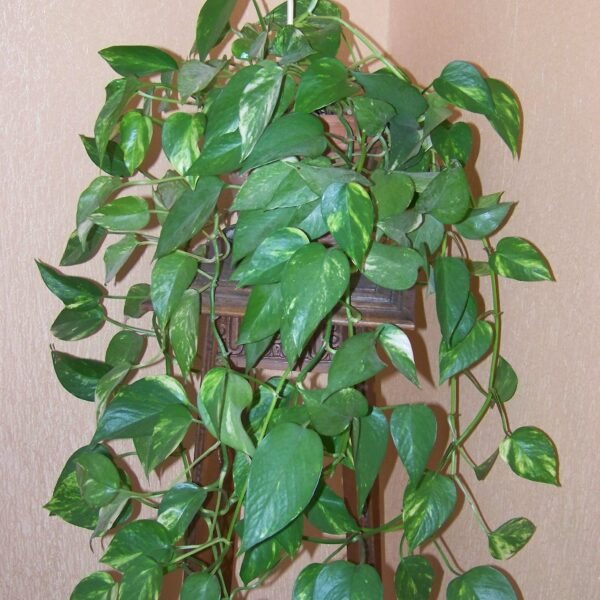 Golden Pothos