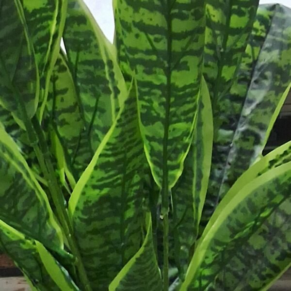 Snake Plant
