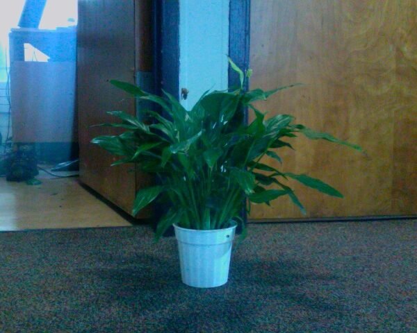 Peace Lily