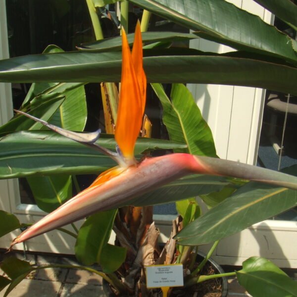 Bird of Paradise