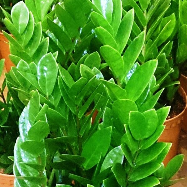 ZZ Plant
